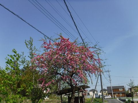DSCF8543