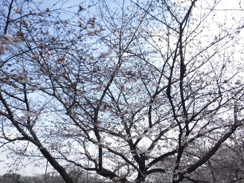 DSCF7962
