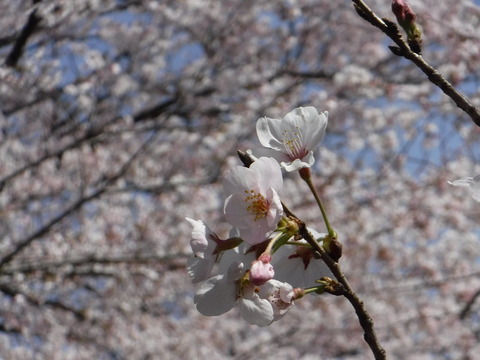 DSCF8020