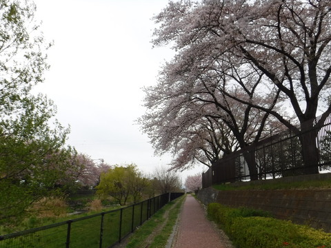 190414_多摩湖074