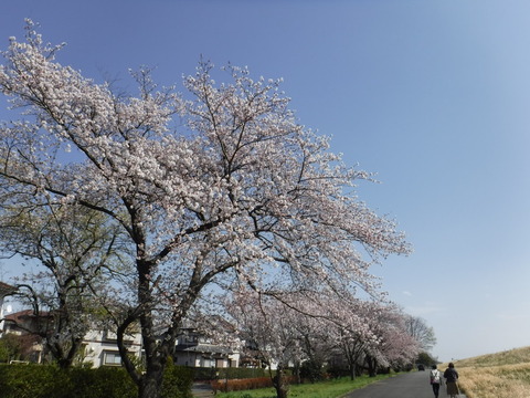DSCF8086