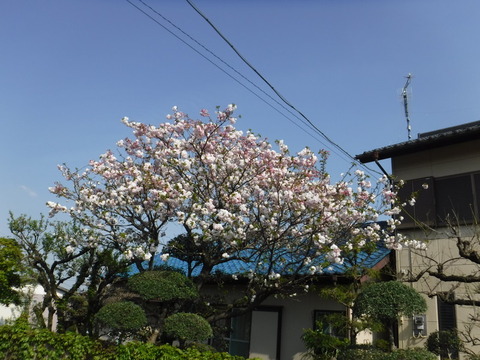 DSCF8593