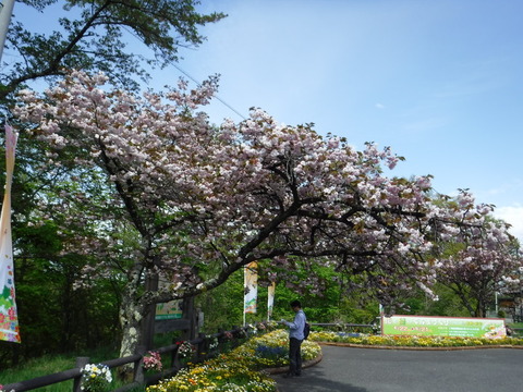 myogi-085