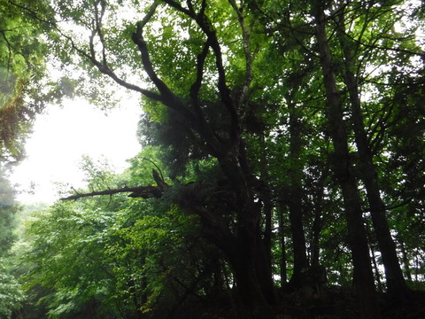 DSCF1002