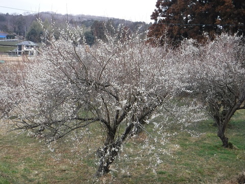 DSCF7475