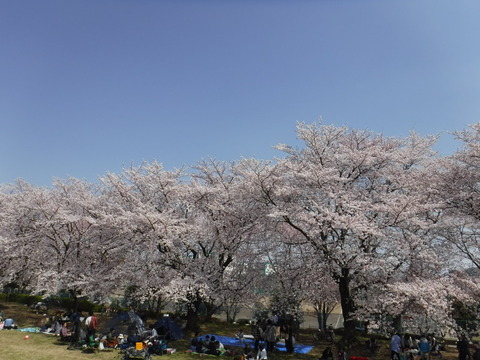 DSCF8004