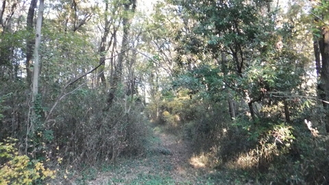 DSCF3292