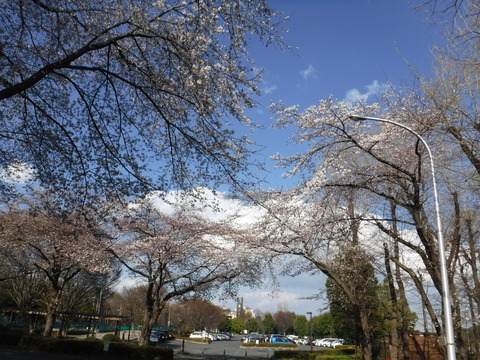 DSCF7985