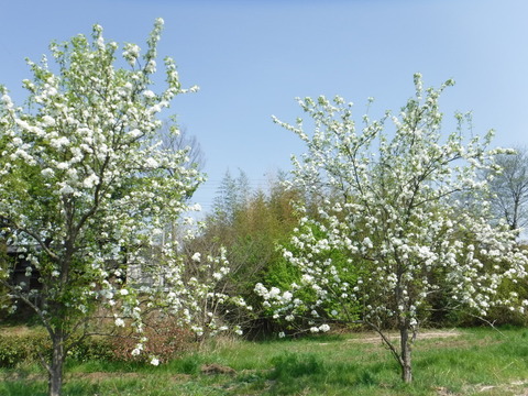 DSCF8515