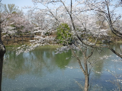 DSCF8154
