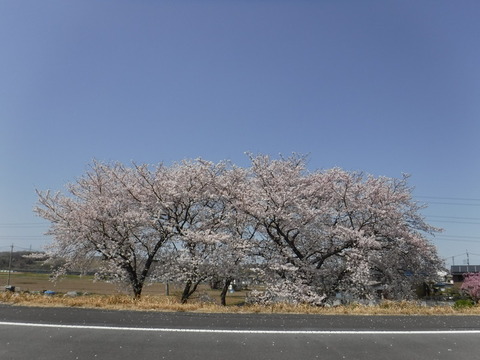 DSCF8015
