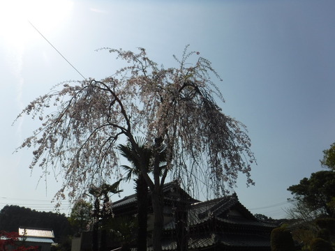DSCF8537
