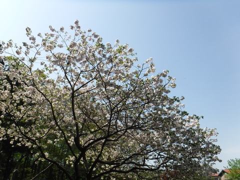 DSCF8476