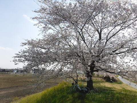 DSCF8129