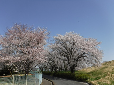 DSCF8094