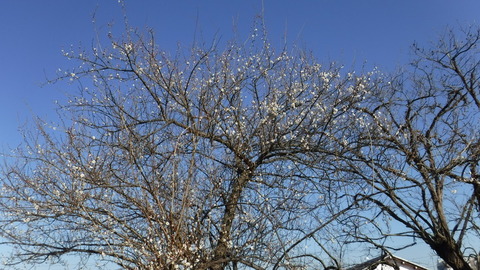 DSCF4146