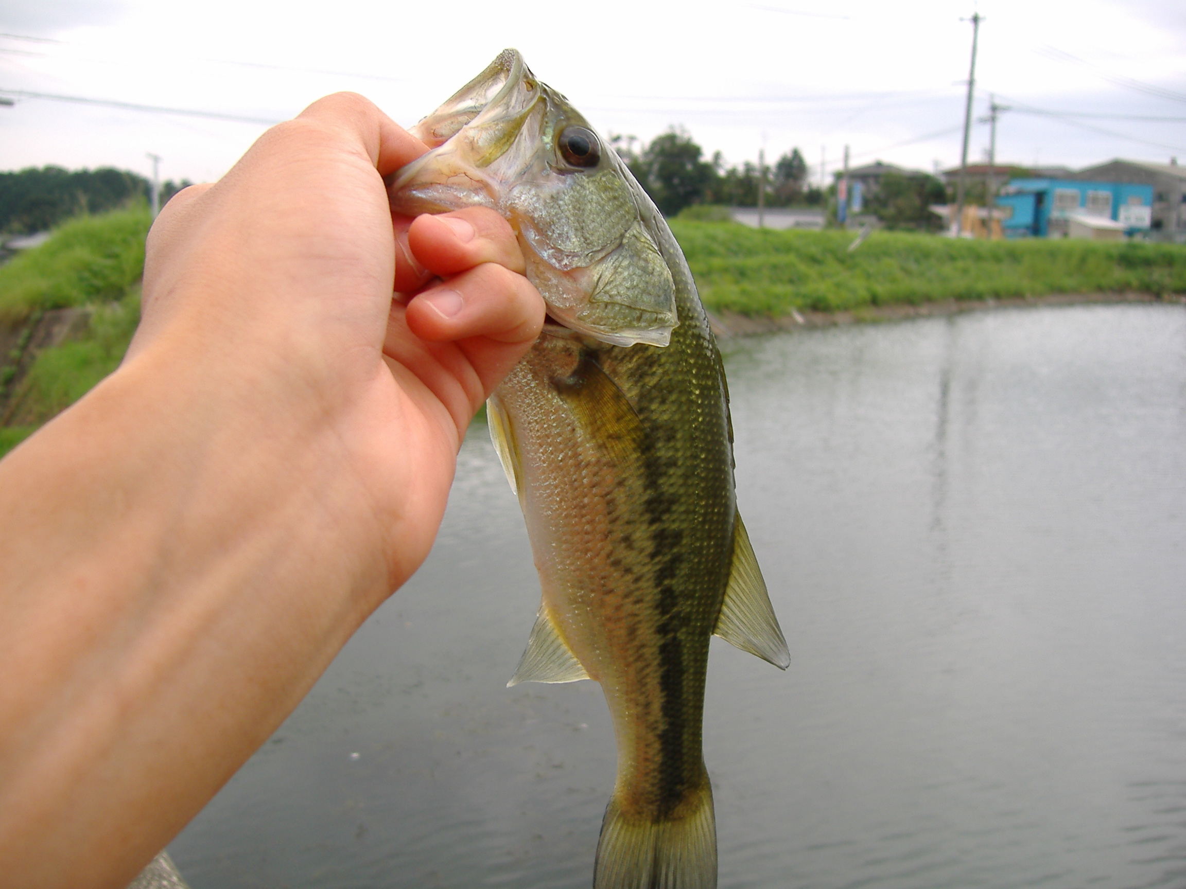 ９月１９日いろいろな野池 バスフィッシングゲート福岡