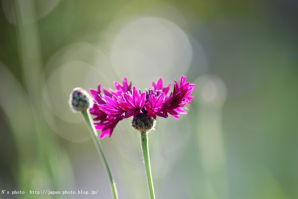 The Cornflower 矢車草 矢車菊 N S Photo