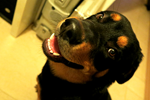 Resultado de imagen para çŠ¬ rottweiler ç§ã®ãƒ™ãƒƒãƒ‰ã§çœ ã£ã¦ã„ã‚‹