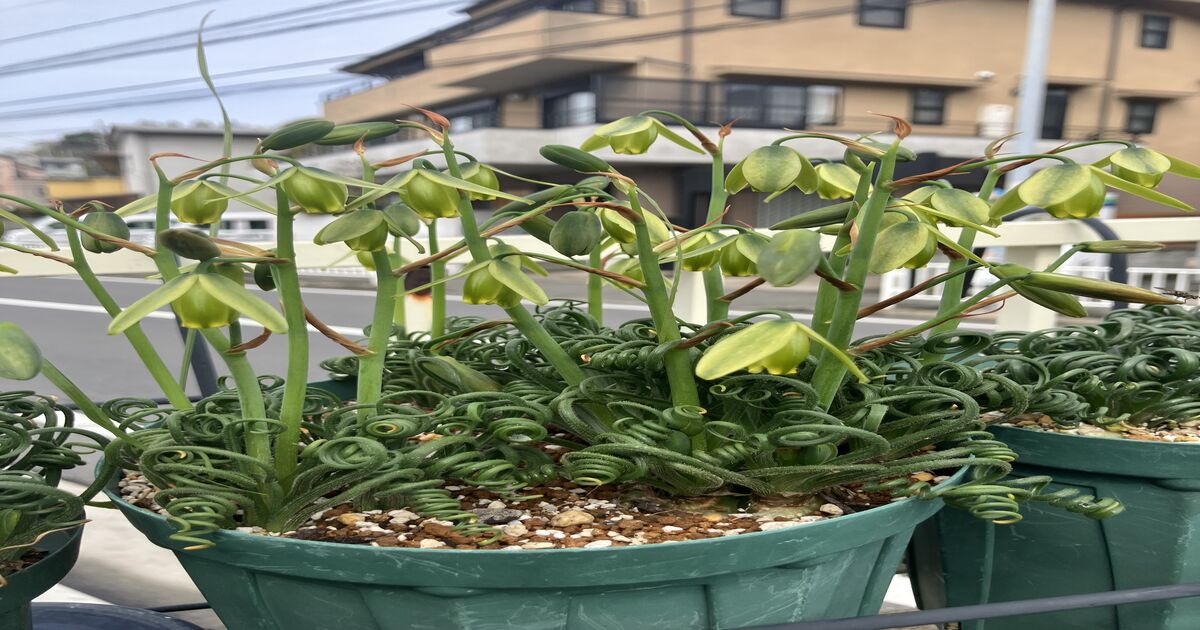 欲しい球根アンケート : 日本ケープバルブ同好会-JapanCapeBulbSociety-JCBS