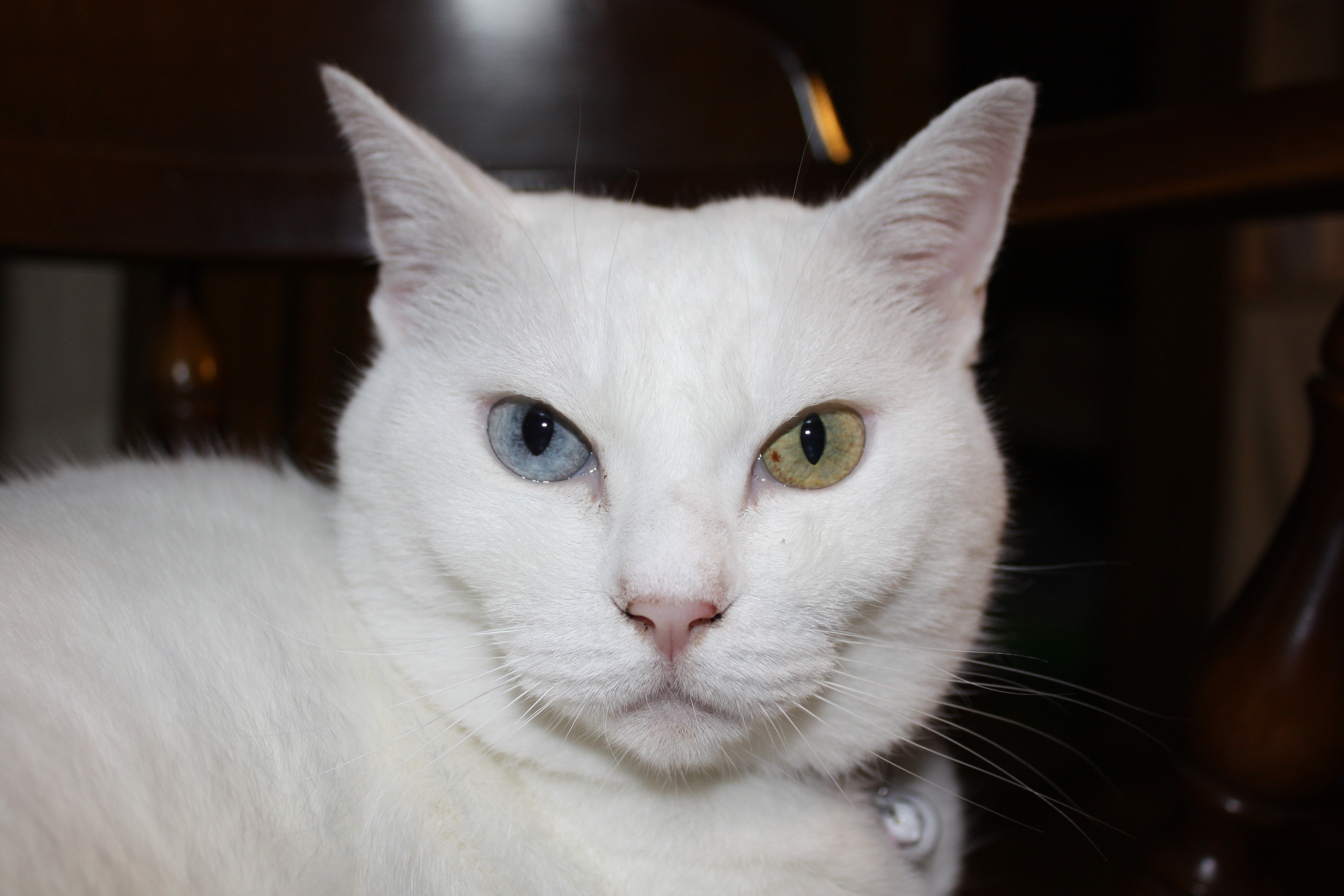猫の里親探し アメリカでも 日本人 Japanese In America