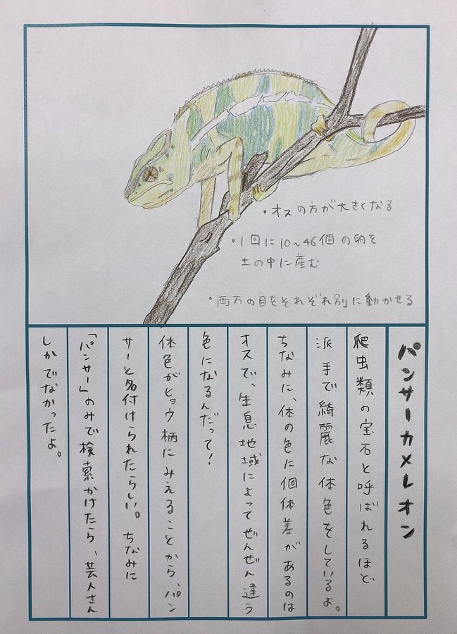 田村響華さんの 92日後に終わる絵日記 にて パンサーカメレオンの絵が公開 ジャパリ通信 けもフレというキセキに感謝を