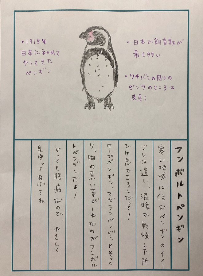 田村響華さんの絵日記動物図鑑 今回はフンボルトペンギン ジャパリ通信 けもフレというキセキに感謝を