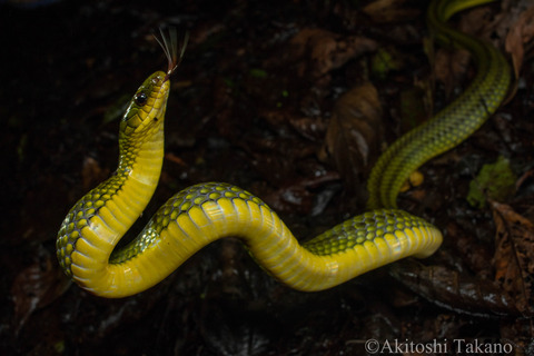 18年07月 じゃららかの蛇活録