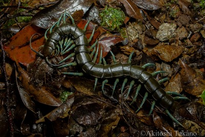 やんばる じゃららかの蛇活録