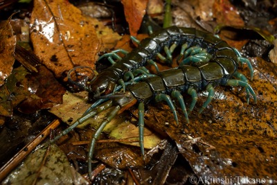 やんばる じゃららかの蛇活録