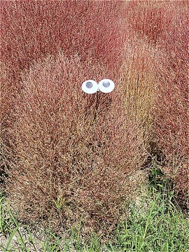 o1 (19)