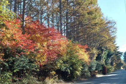 IMG_20241112_082333_HDR