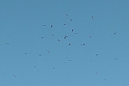 1211虎岩とんび拡大