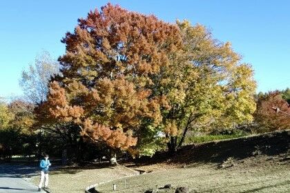 1029-2借景の紅葉樹