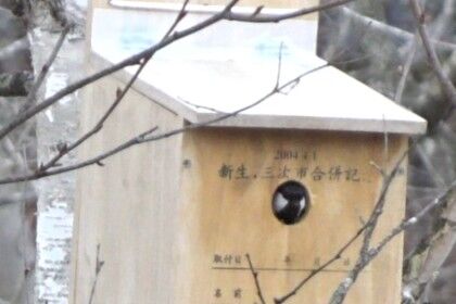 20250312シジュウカラ巣箱内覧21