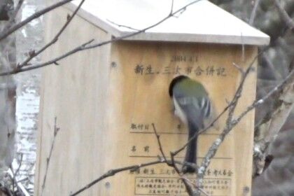 20250312シジュウカラ巣箱内覧1