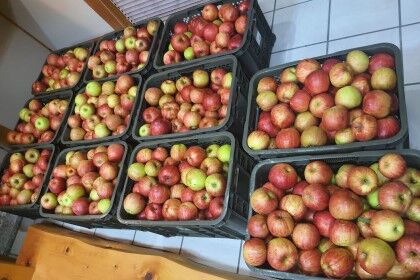 20210824リンゴ収穫