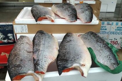 1118角上魚類の鮭