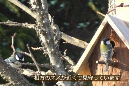 20250408巣箱リフォーム