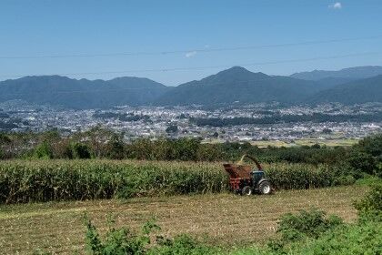 虎岩デントコーン0923