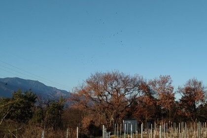 1211虎岩とんび