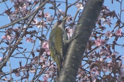20250422山桜にアオゲラ