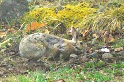 20250424野ウサギ