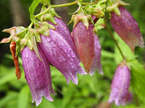 P7227245