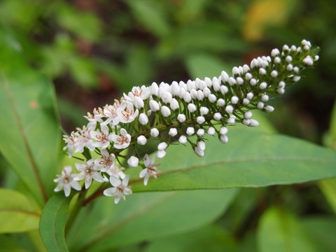 P7227225