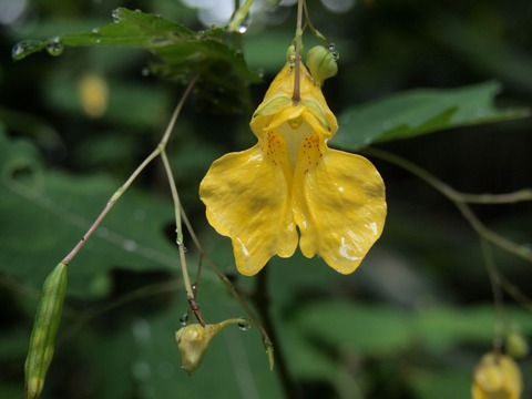 P7227250