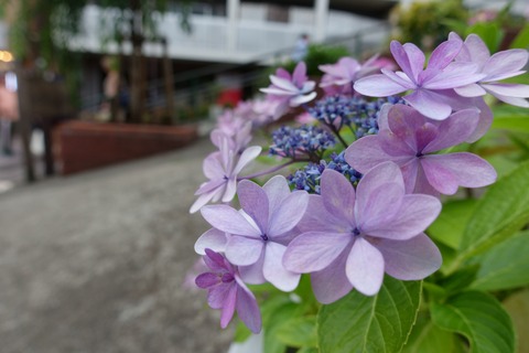 LDDXSC00807
