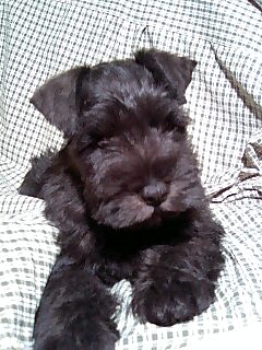 ミニチュアシュナウザー 真っ黒な 男の子 白いミニチュアシュナウザーブリーダーの 可愛いくて ちょっと 不思議