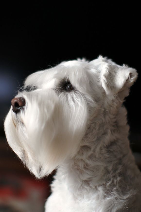 白いミニチュアシュナウザー その魅力 白いミニチュアシュナウザーブリーダーの 可愛いくて ちょっと 不思議