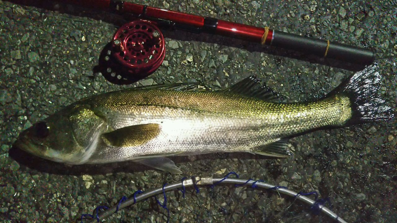 40センチオーバーのクロダイをガンガン釣るブログ クロダイ落とし込み釣り 40センチオーバーのクロダイをガンガン釣るブログ クロダイ落とし込み釣り